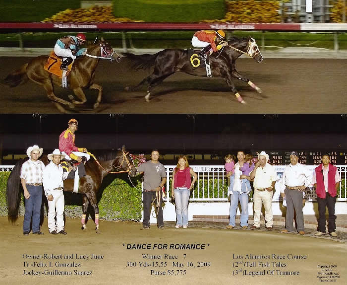 Custom Equine Design